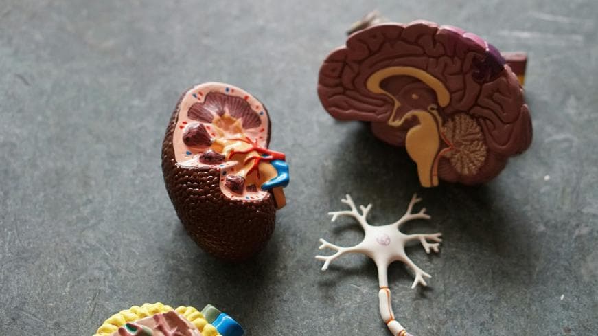 Brown human organs learning equipment